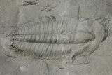 Cambrian Trilobite (Termierella) With Pos/Neg - Issafen, Morocco #170923-1